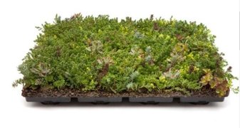 Sedum précultivé - Nature Impact Roof 60/25